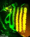 A NAME4